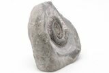 Ammonite (Dactylioceras) Fossil - England #199438-2